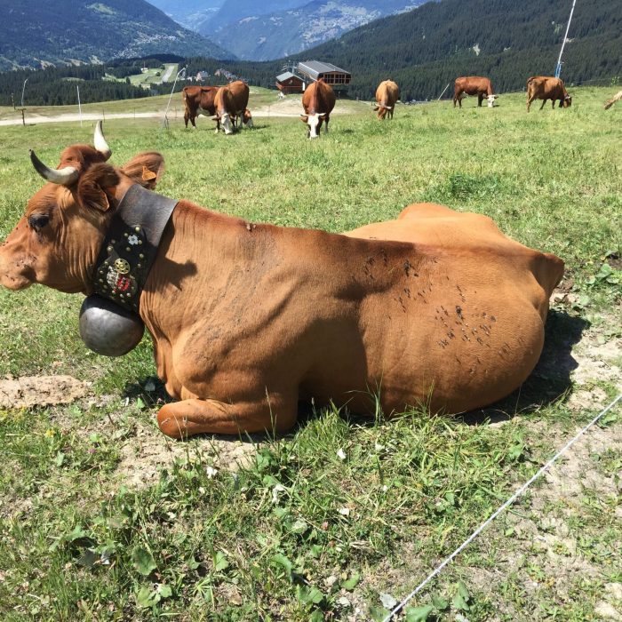 cow with a collar sensor