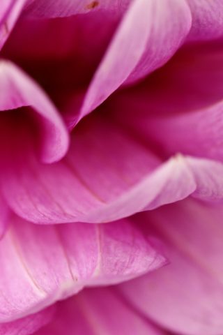 pink flower petals