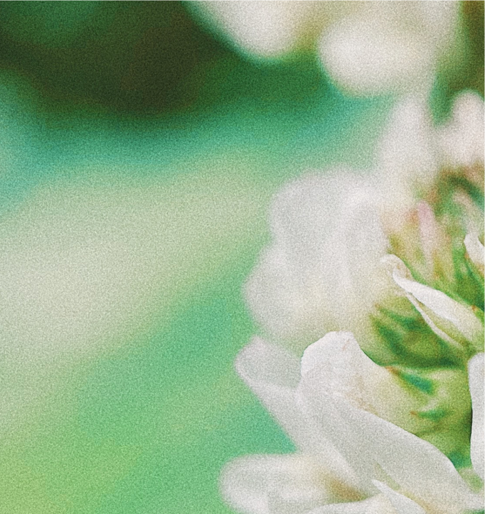 white flower on green