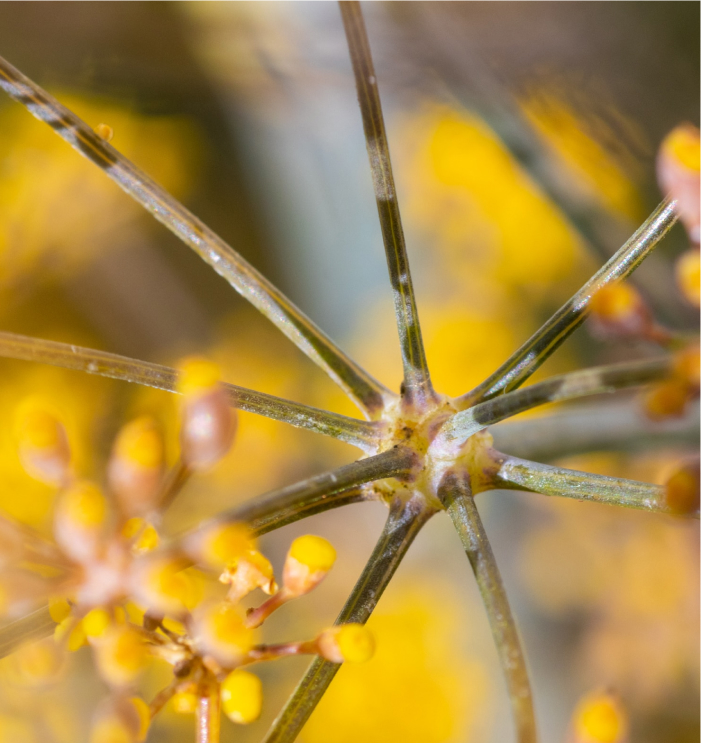 stamen and pistils