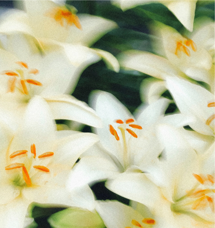 white flowers