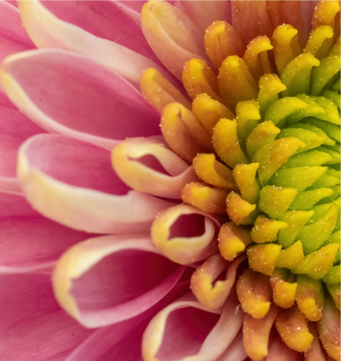 pink and green flower