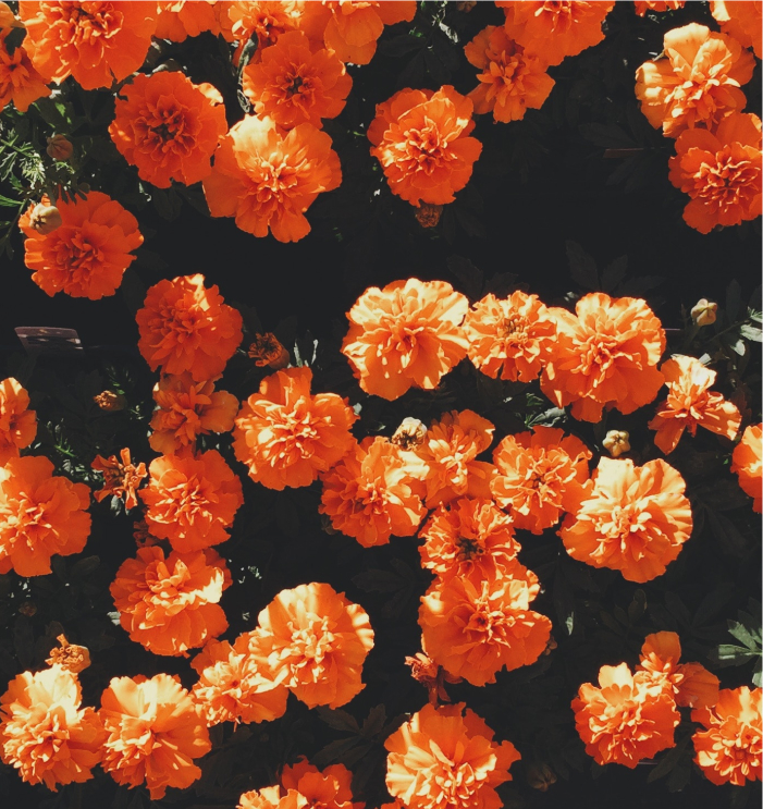 orange flowers