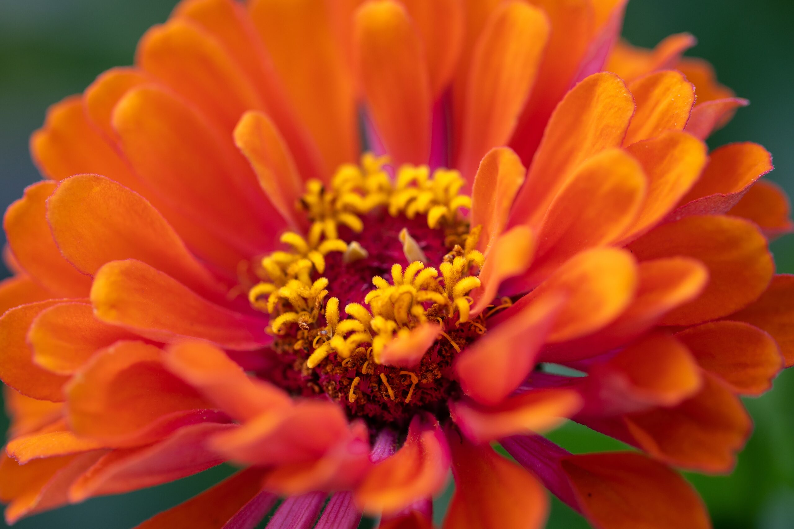 orange flower close up