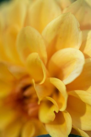 Yellow Dahlia flower in garden.