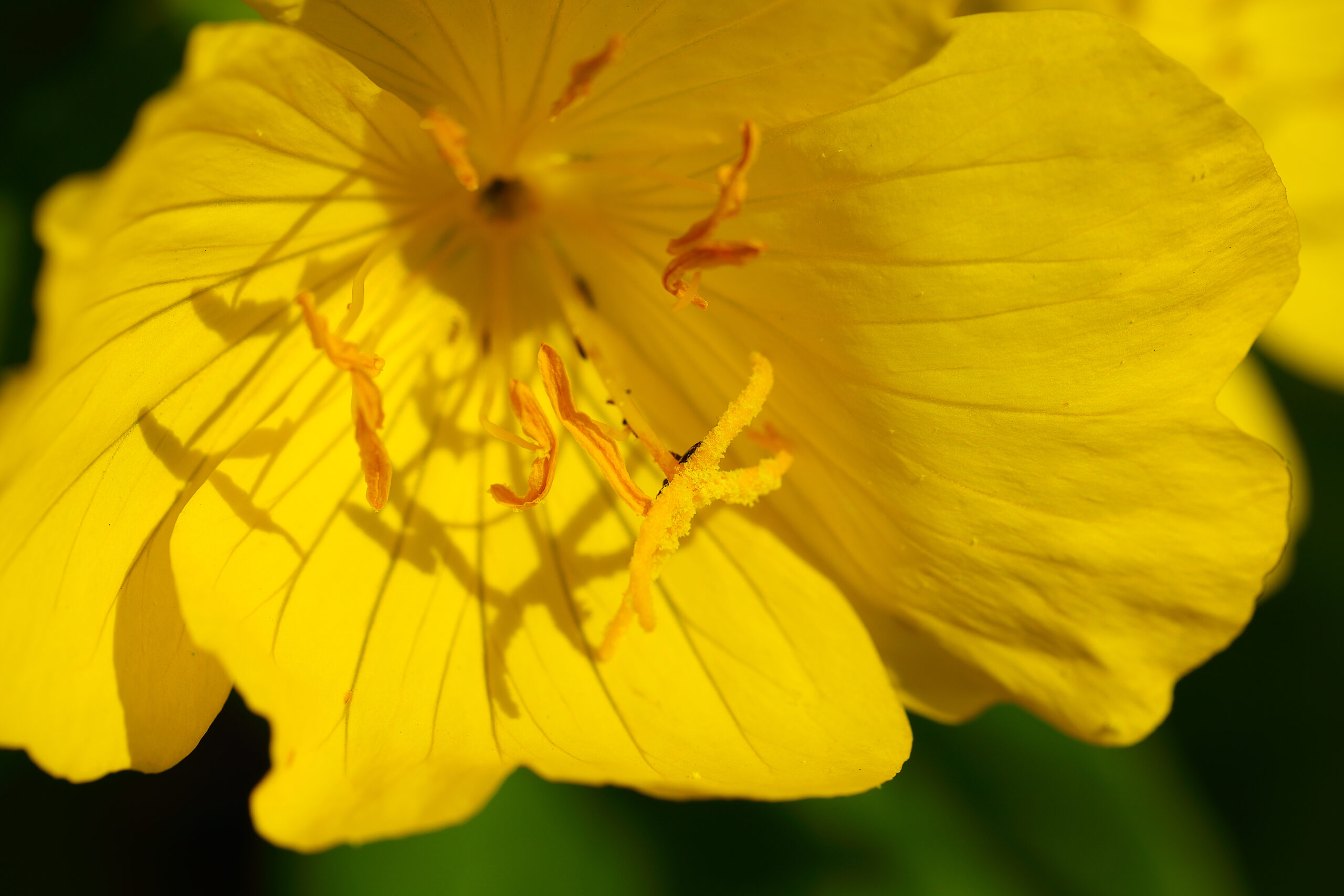 yellow flower close up